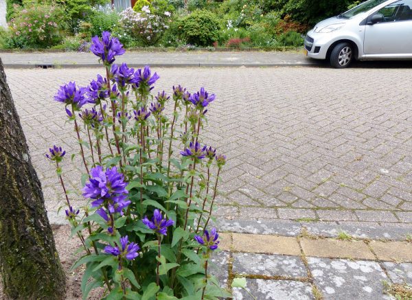 Campanula glomerata in boomspiegel