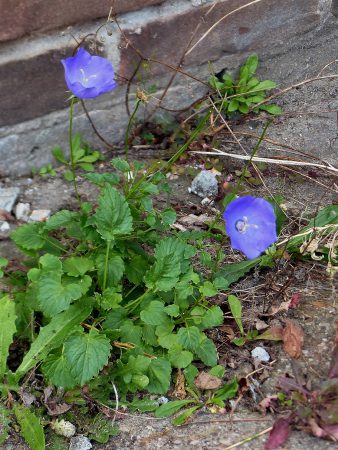 Campanula carpatica in Breda