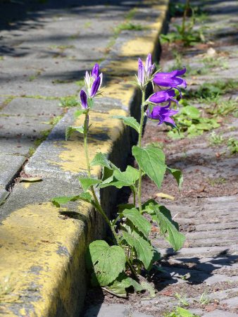 Campanula latifolia