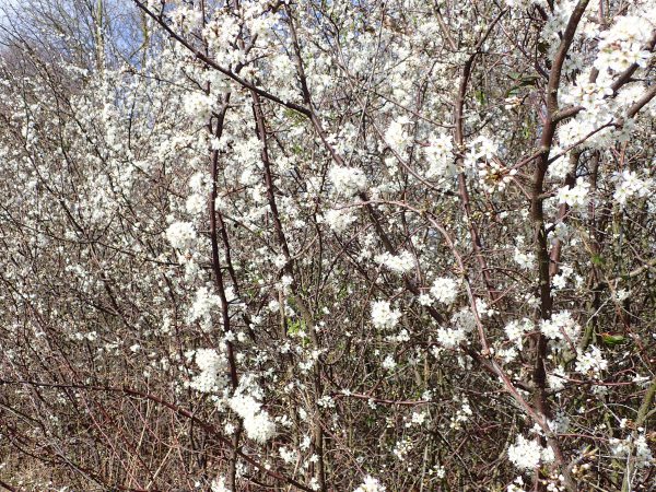 Overblijvend toediening Bedrijfsomschrijving Sleedoorn - Een overdaad aan bloemen in het vroege voorjaar - Stadsplanten