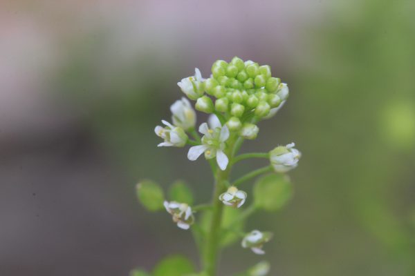 Bloemen Amerikaanse kruidkers