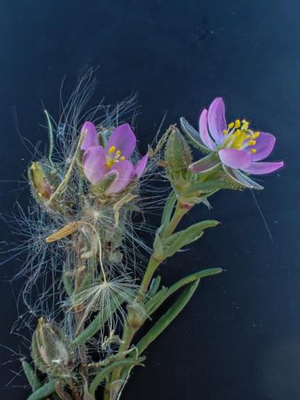 Bloem met stengel