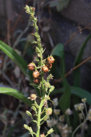 Mottenkruid, rijpe zaden