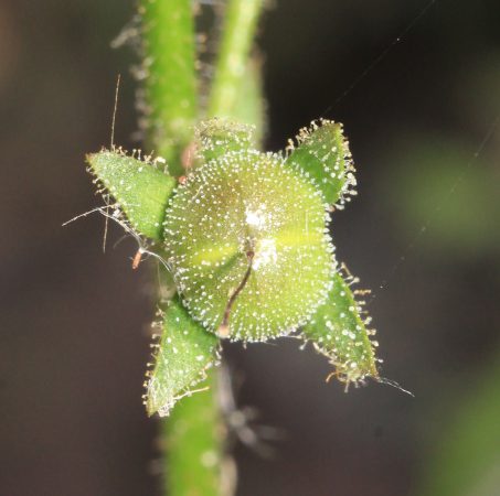 Mottenkruid, vruchtbeginsel