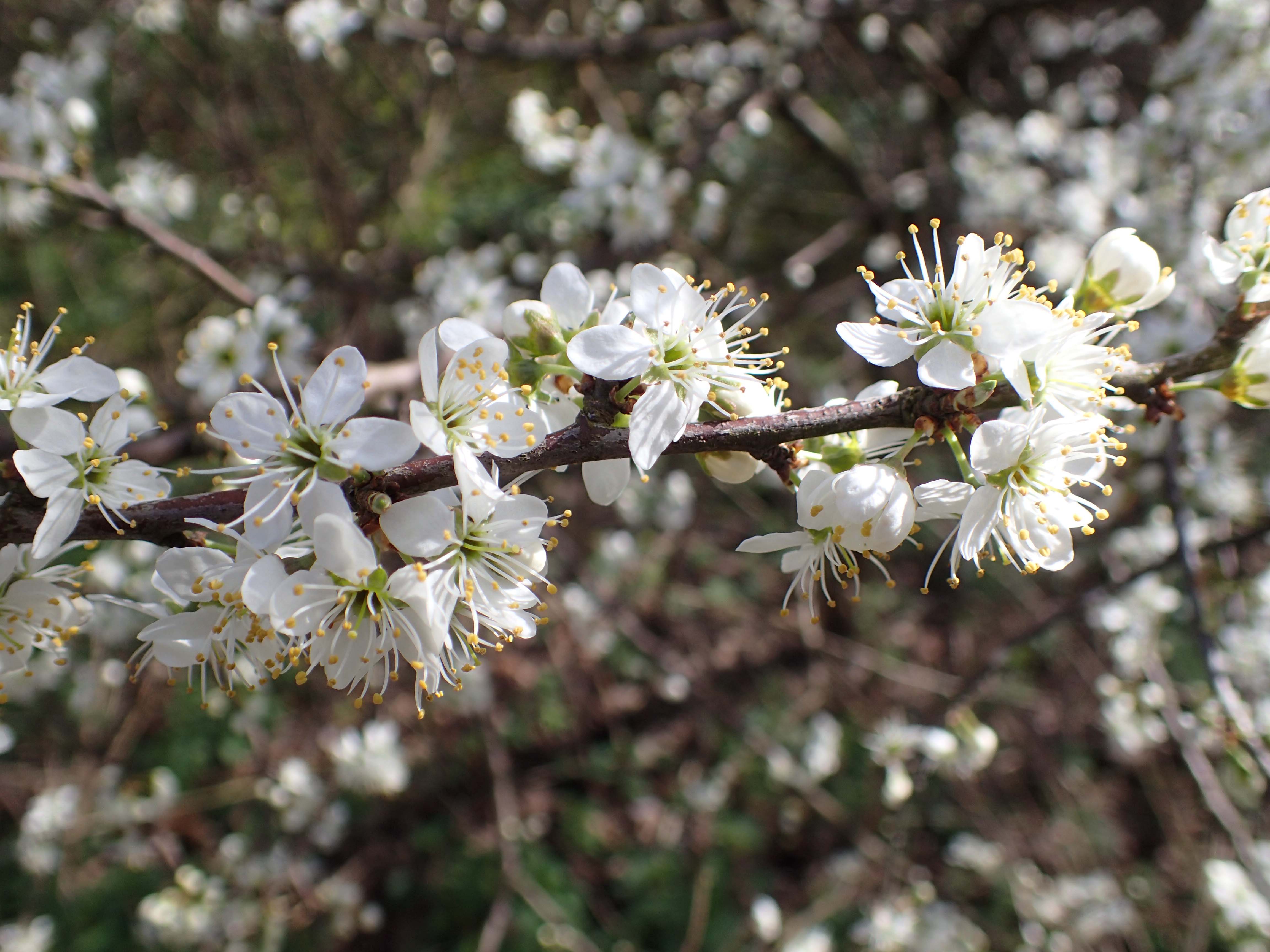 Fonkelnieuw Sleedoorn - Een overdaad aan bloemen in het vroege voorjaar GK-06