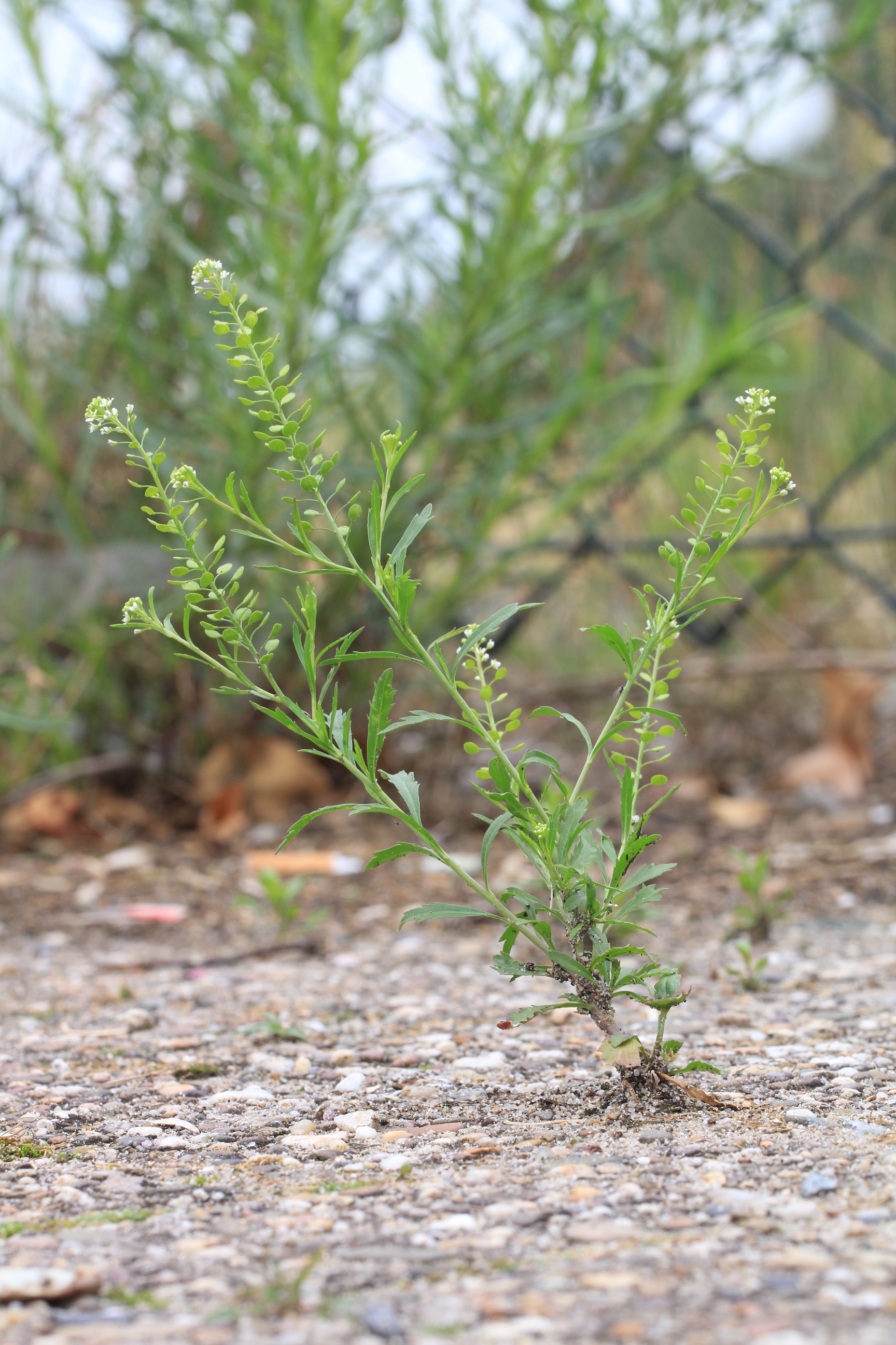 Habitus Amerikaanse kruidkers