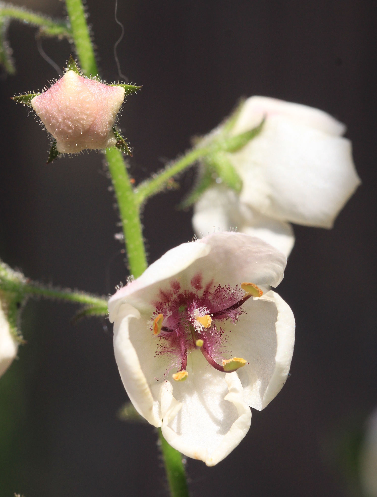 Mottenkruid, detail bloem