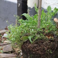 Groeiplaats Aziatische veldkers