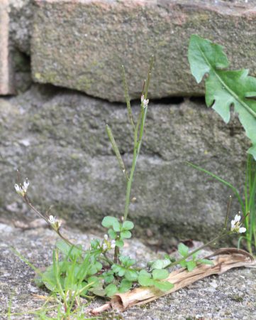 Kleine veldkers