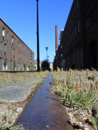 Hertshoornweegbree op een verlaten spoor