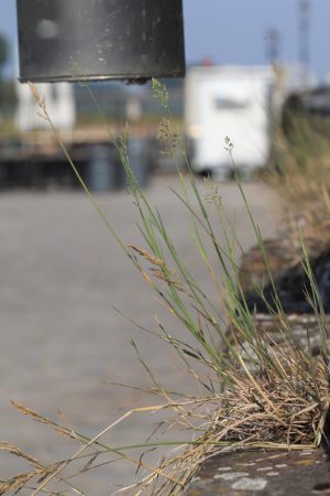 Plat beemdgras aan de Wellekade