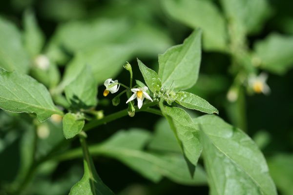 Bloem nachtschade