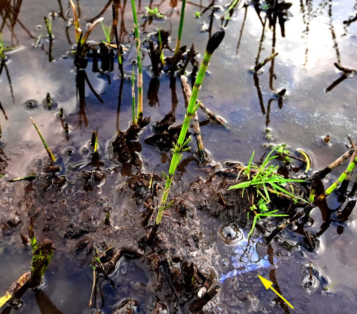 Boven de pijl is de dunne film te zien die ontstaat door vliesjes van ijzerbacteriën in het kwelwater. Lidrus en Holpijp zijn paardenstaarten die zich in deze habitat uitstekend thuisvoelen