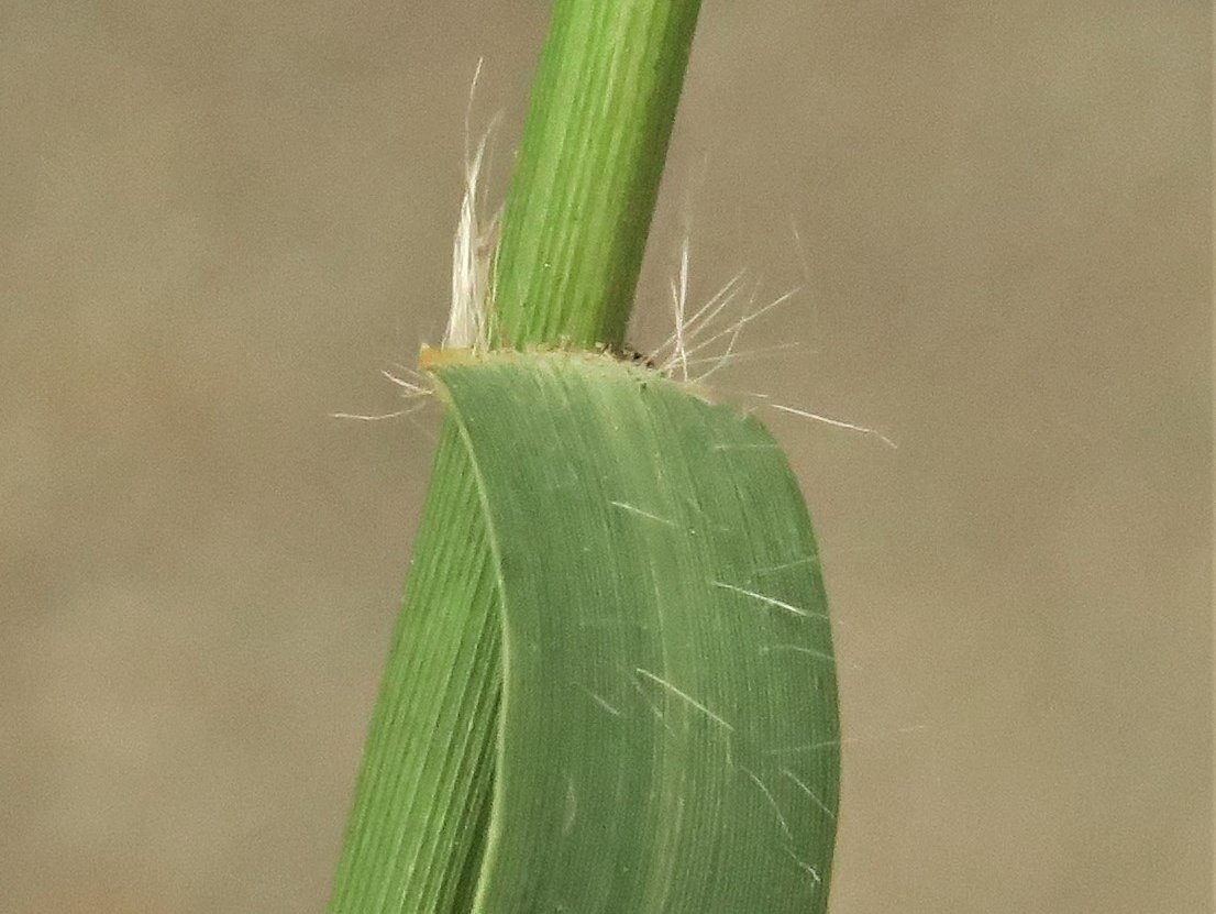 Plukjes haren aan de bladvoet van Handjesgras