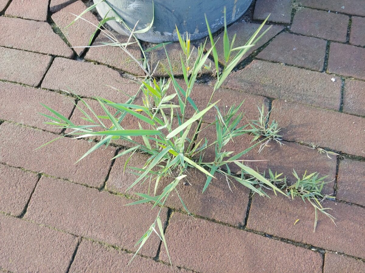 Riet in het plaveisel