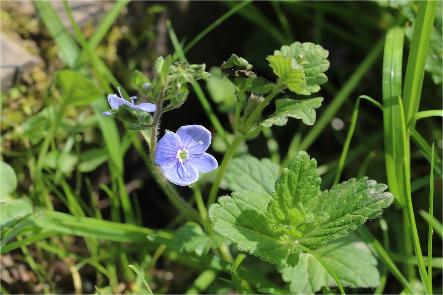 Grote ereprijs (Veronica persica)