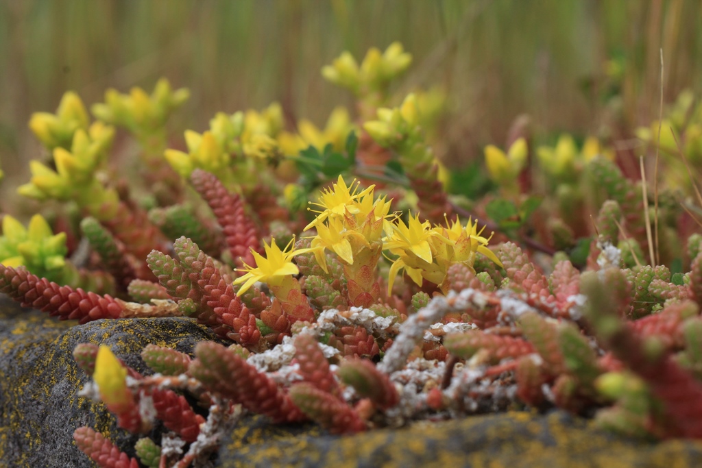 Detail muurpeper