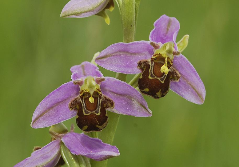 Bijenorchis (Ophrys apifera) op het Bioscience park in Leiden Foto: Rogier van Vugt