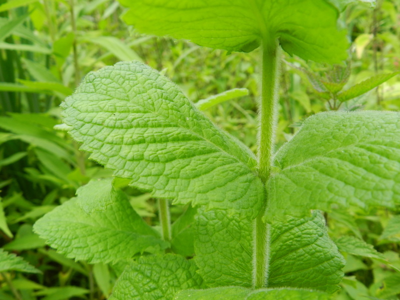 Wollige munt heeft harig, grof, breed blad met een stomp uiteinde.