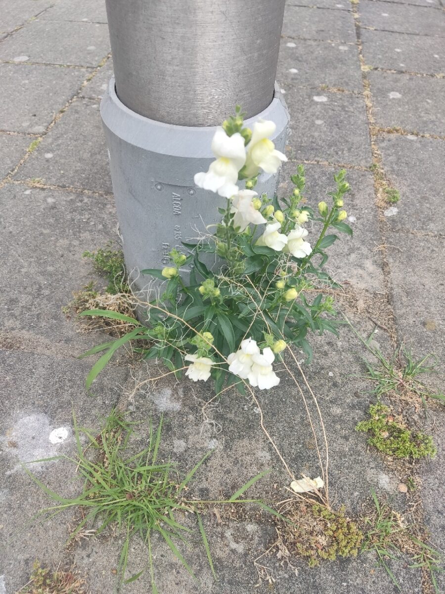 Grote leeuwenbek aan de voet van een lantaarnpaal