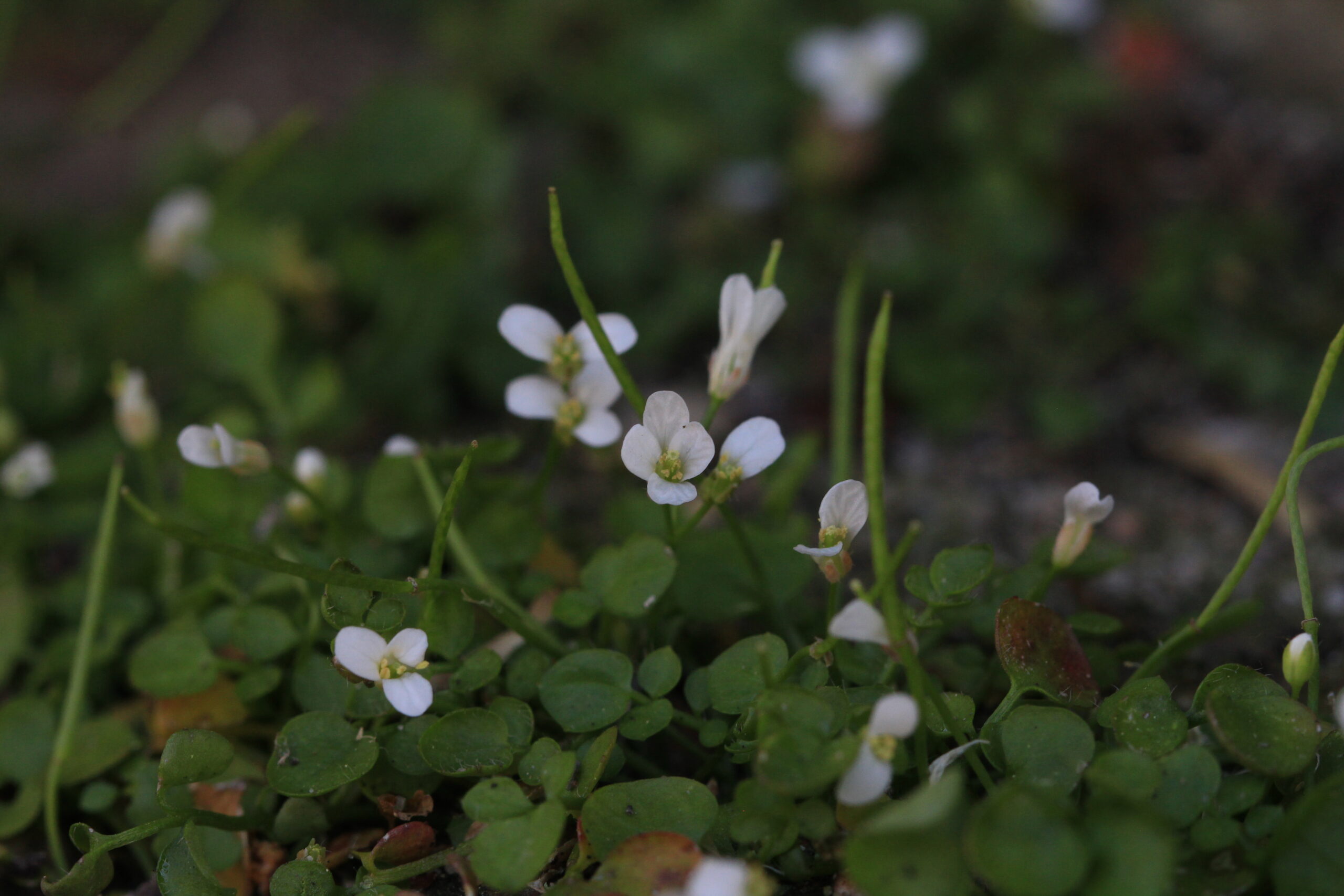 Een kleintje van de andere kant van de wereld met explosieve hauwen