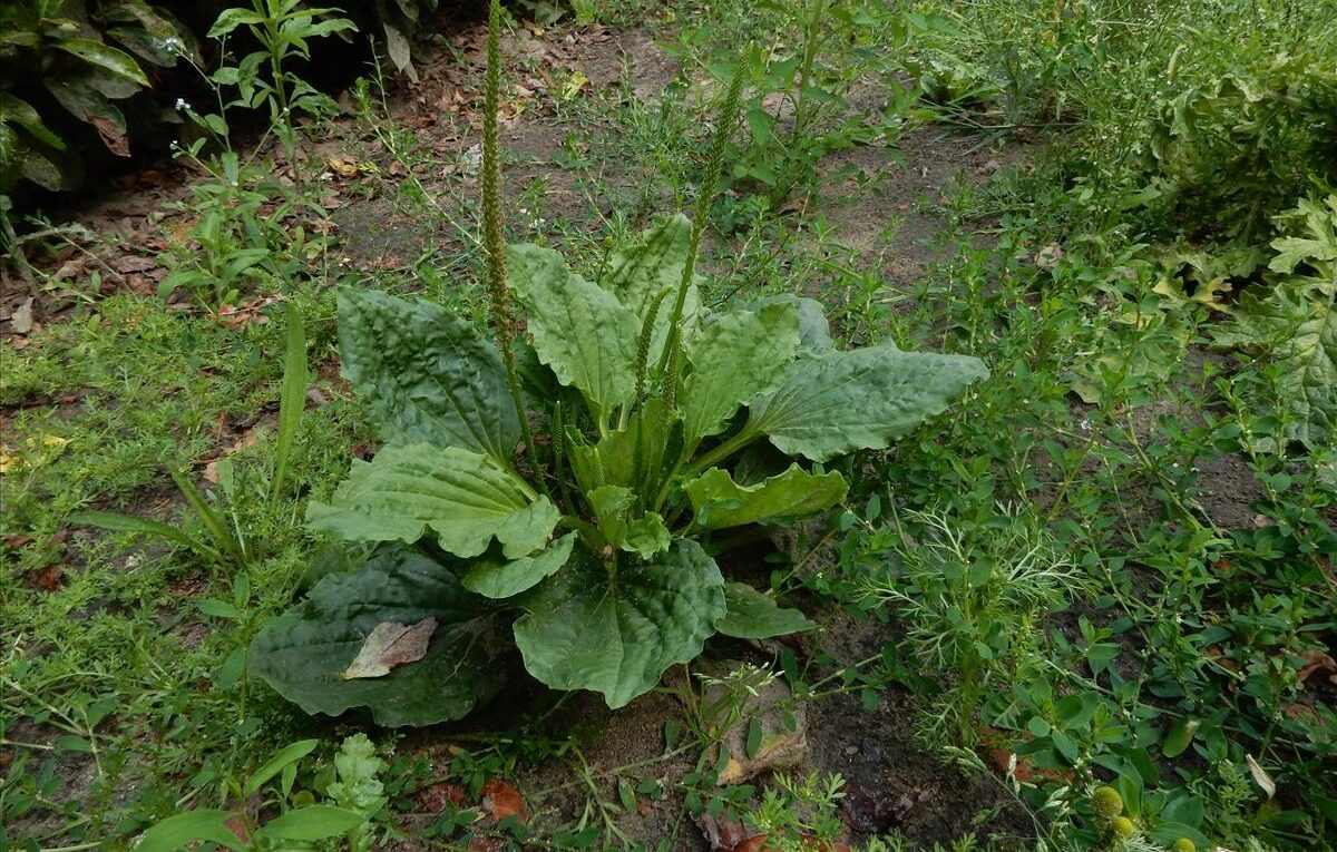 Grote weegbree - Plantago major subsp. majo