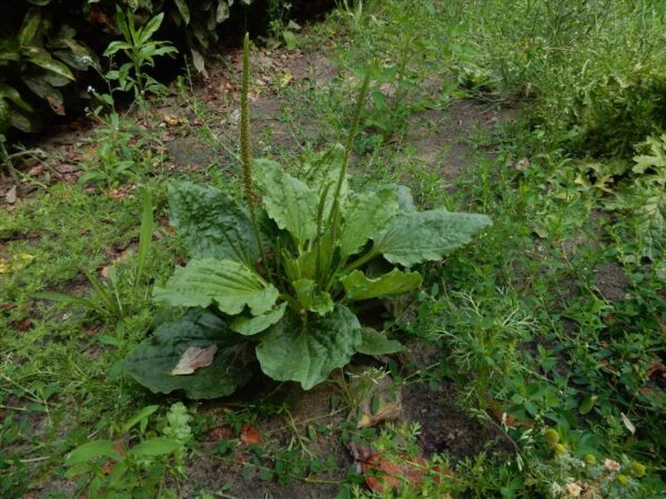 Grote weegbree - Plantago major subsp. majo