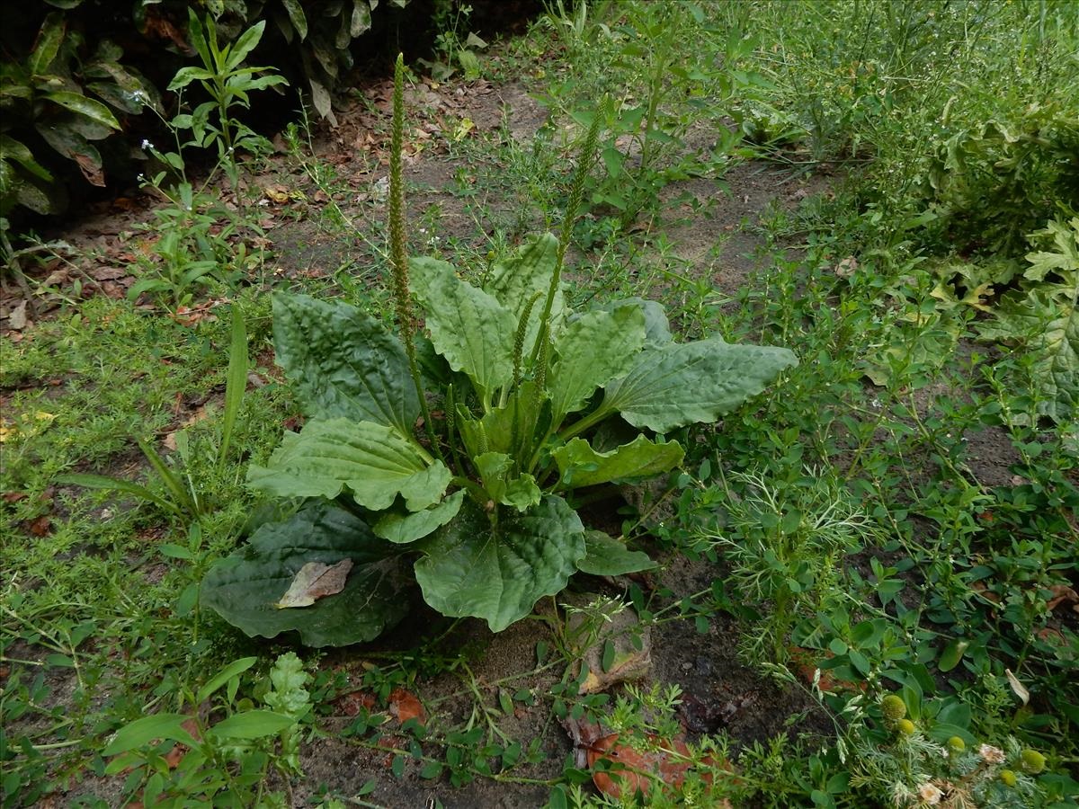Grote weegbree - Plantago major subsp. majo