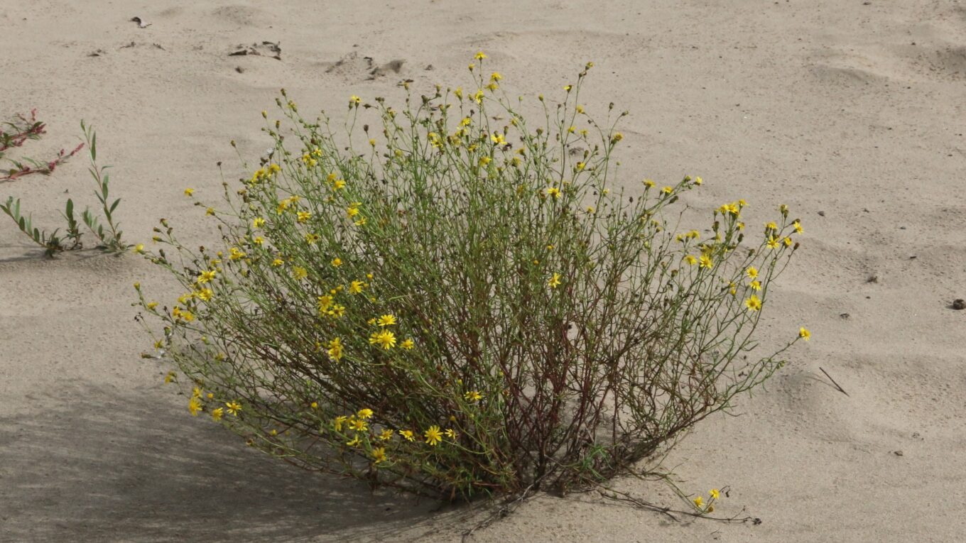 Bezemkruiskruid (Senecio inaequidens