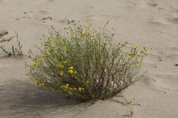 Bezemkruiskruid (Senecio inaequidens