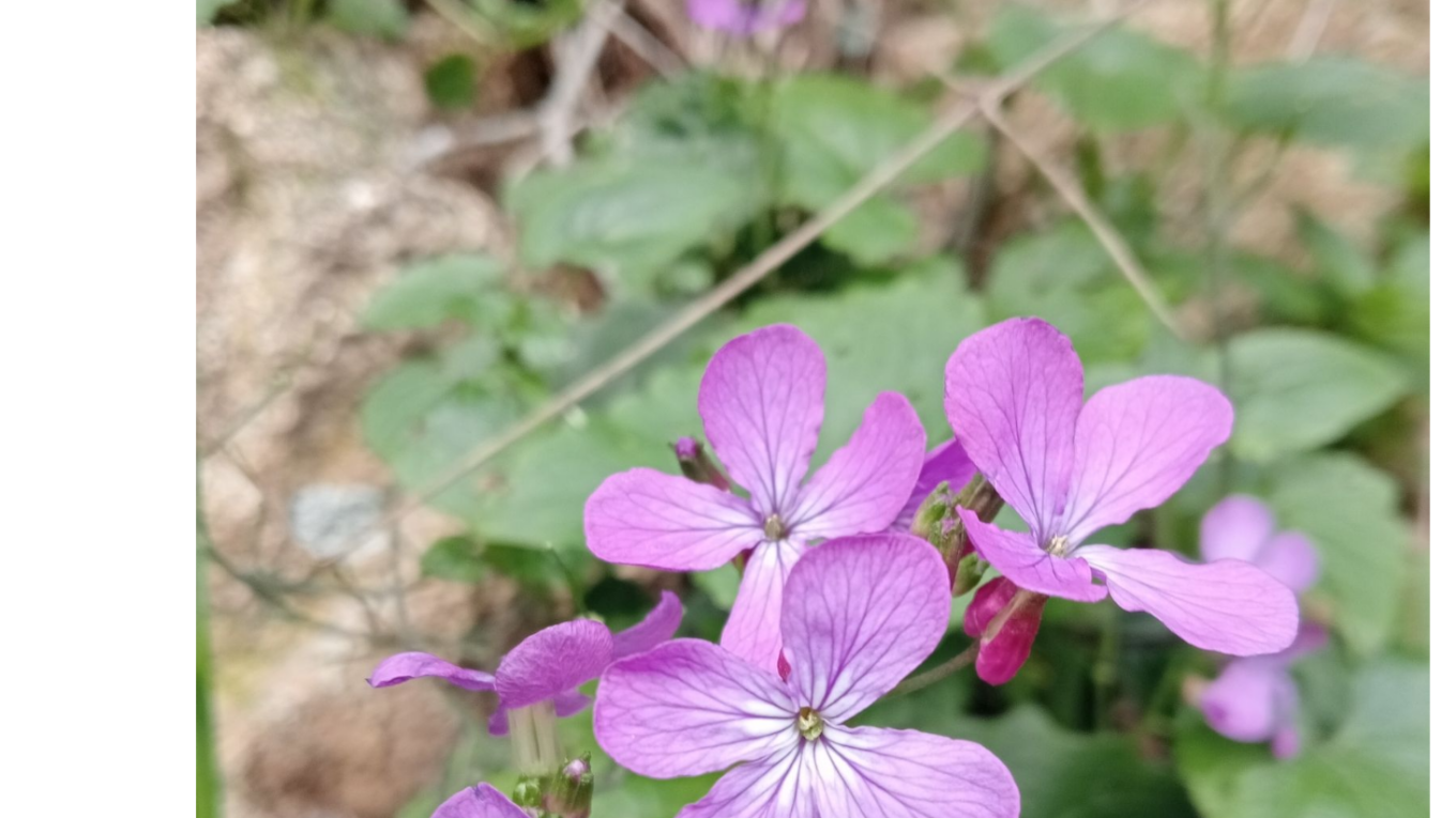 Lunaria annua - tuinjudaspenning Foto van Marco Garcea (Inaturalist)
