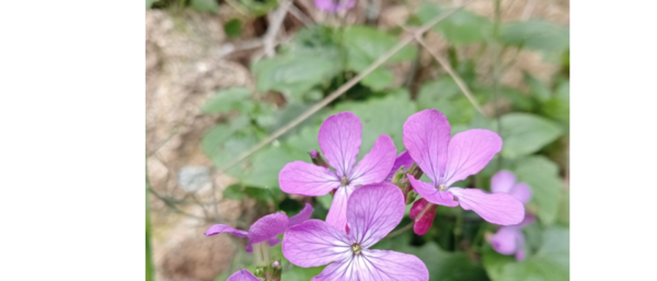 Lunaria annua - tuinjudaspenning Foto van Marco Garcea (Inaturalist)