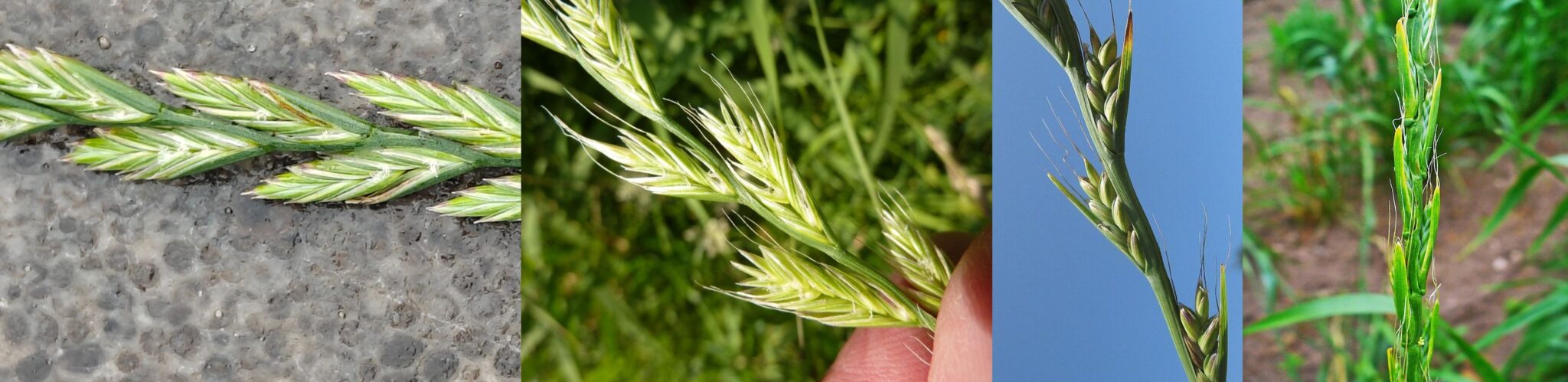 Een gras dat je niet over het hoofd ziet – Stadsplanten: urbane flora ...