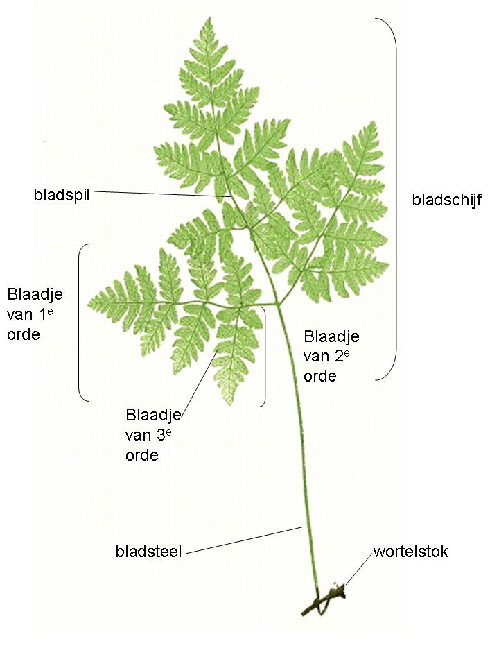 Op de tekening van de anatomie van een varenblad is goed te zien wat wordt bedoeld met blaadjes van de 1e, 2e en 3e orde