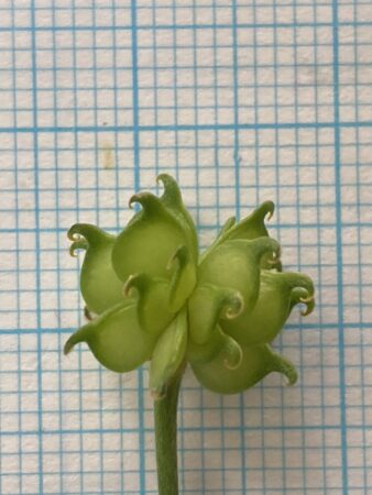 Vruchten van Wollige boterbloem